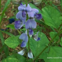 Crotalaria verrucosa L.